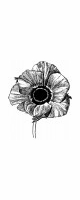 poppy