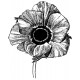 poppy