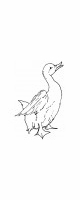 puddle duck