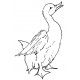 puddle duck