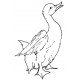 puddle duck