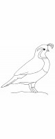 quail