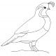 quail