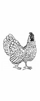 rooster
