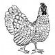 rooster