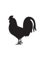 rooster