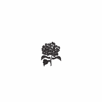 s090 hydrangea