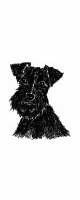 schnauzer black