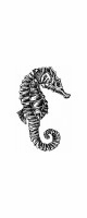 seahorse