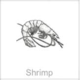 soundview millworks ocean shrimp