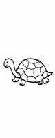 small turtle