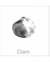 soundview millworks ocean clam