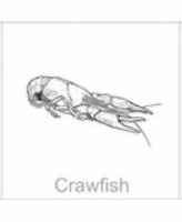 soundview millworks ocean crawfish