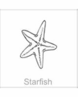 soundview millworks ocean starfish