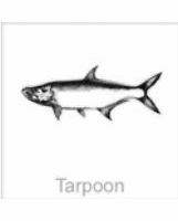 soundview millworks ocean tarpoon