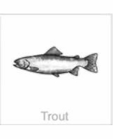 soundview millworks ocean trout
