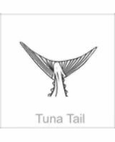 soundview millworks ocean tuna tail