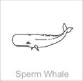soundview millworks ocean sperm whale