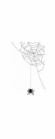 spider