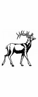 stag