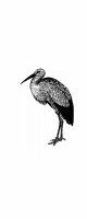 stork formal