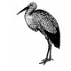 stork formal