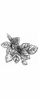 strawberry plant