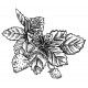 strawberry plant