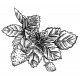 strawberry plant