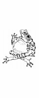 toad