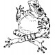 toad