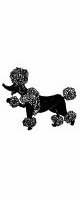 toy poodle black