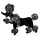 toy poodle black