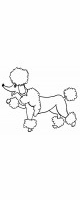 toy poodle white