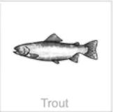 soundview millworks ocean trout