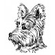 westie