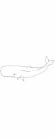 whale