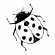 white ladybug