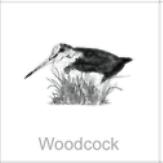 woodcock
