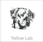 yellow lab