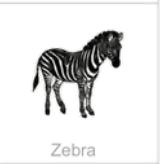 zebra