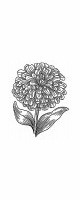 zinnia