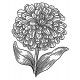 zinnia