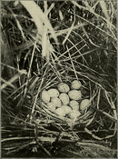 Nests, Nest Boxes, and Nest Material
