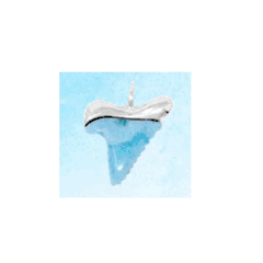 Larimar Shark Tooth Charms & Pendants  - MAL111SP