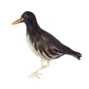 Silver American Oyster Catcher Pendant - 429 E