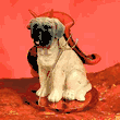 Tiny Devil - Mastiff