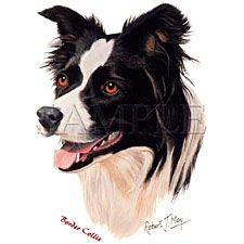 Border Collie T-shirts