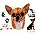 Chihuahua T-shirts