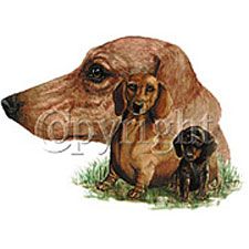 Dachshund T-shirts